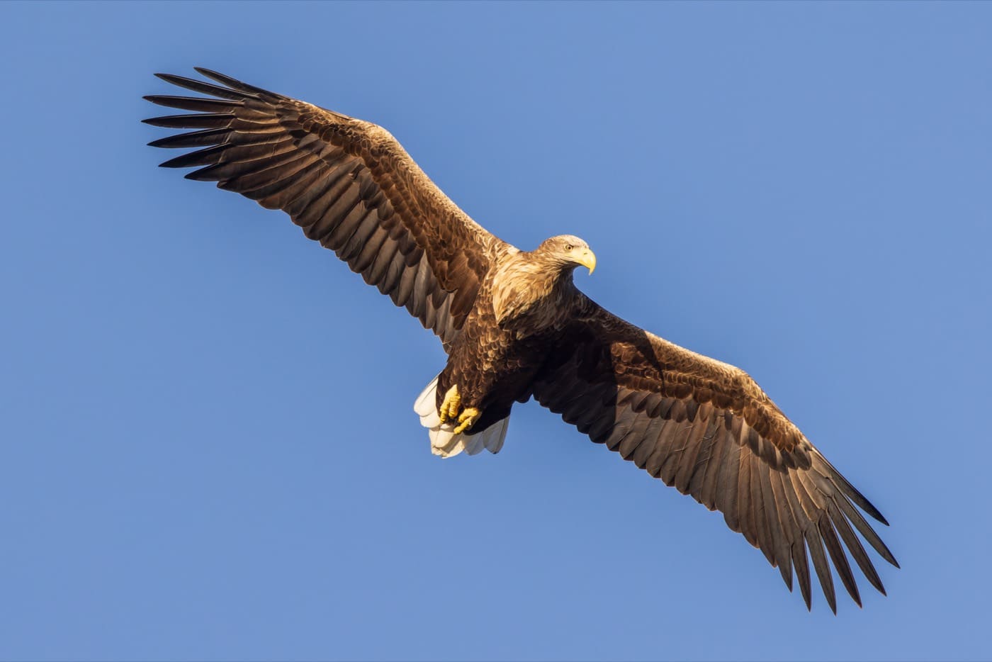 White-tailed sea eagle soaring overhead against a blue sky