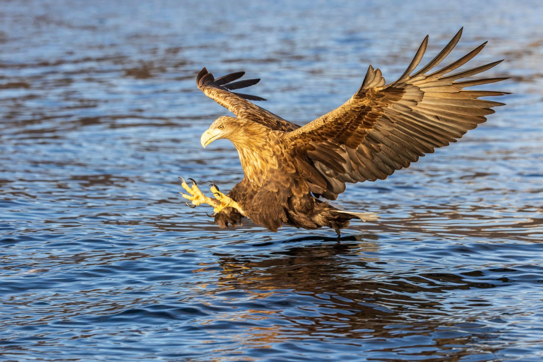 White-tailed sea eagle striking the water with talons extended