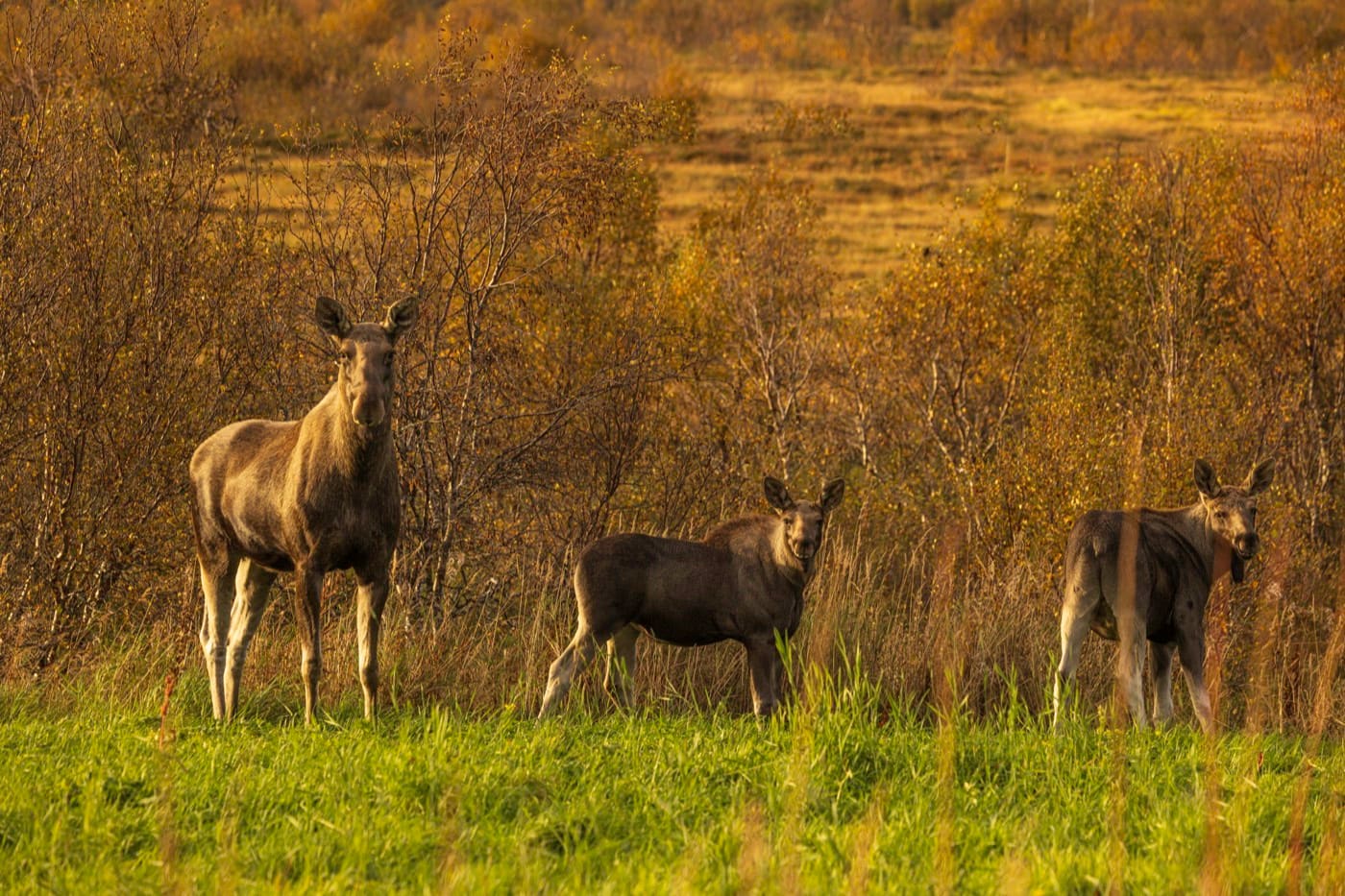 Moose cow with two calves at the edge of an autumn birch forest