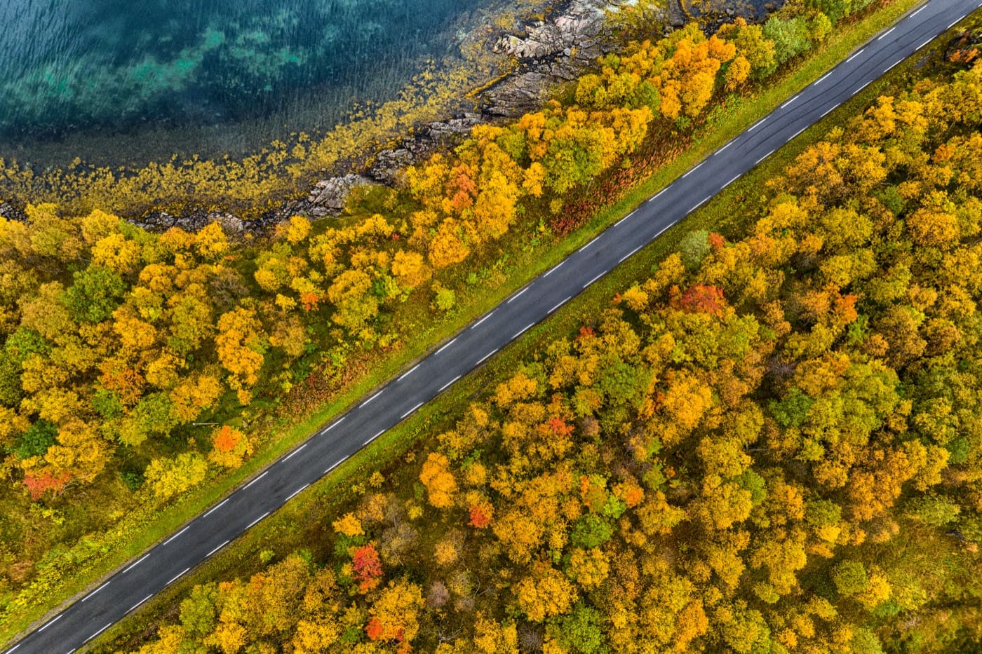 Aerial view of a coastal road cutting through golden autumn birch forest